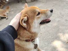 -柴犬高等学院·狗咖·柴犬售卖·宠物训练