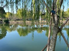 -无锡蠡湖国家湿地公园-蠡园