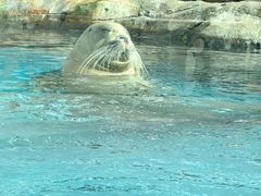 -海合安成都极地海洋公园