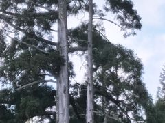 -云中大漈