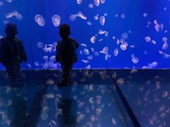 -江和美海洋公园