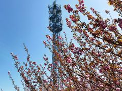 -高东镇樱花园