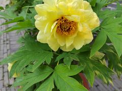 -合肥滨湖国家森林公园