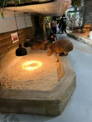 -Zoolung Zoolung动物主题公园(海信广场店)