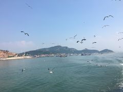 -长岛万鸟岛