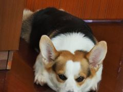 -顺强宠物诊所·狂犬免疫·夜诊·骨科(嘉定店)