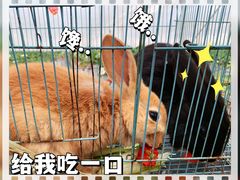-喜杨洋草莓采摘园