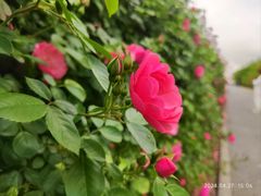 -上海滨江森林公园