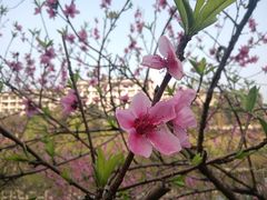 -重庆长寿碧桂园凤悦凤凰酒店