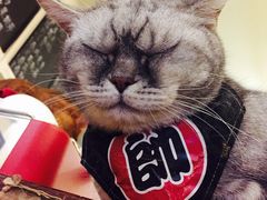 -猫色咖啡·猫咖