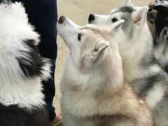 -TrueLove @ Neverland (Husky Cafe)
