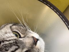 -宠爱国际动物医院· 猫科· 外科·中兽医(长白店)