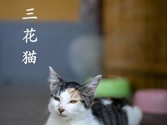 -龙华寺