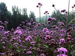 -紫海香堤香草艺术庄园
