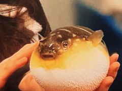 -肆月河豚·新淮扬(金融街店)