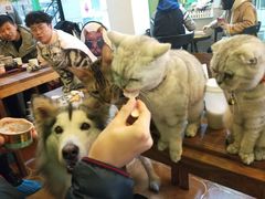 -李小姐の猫咖啡馆(五角场店)