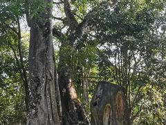 -瑞丽独树成林风景区