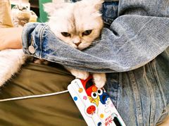 奥利奥啥啥-飞行喵MR PILOT|猫舍·猫咖(静安大融城店)