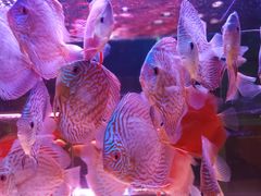-中环花鸟鱼虫市场