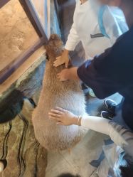 -未来动物城主题公园(正弘城店)