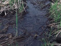 -桤木河湿地公园