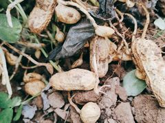 -庞各庄翠芳园西瓜蔬菜基地采摘园