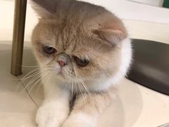 -飞行喵MR PILOT|猫舍·猫咖(静安大融城店)
