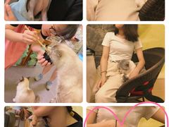 -猫色咖啡·猫咖