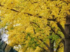 -三里屯东五街银杏大道