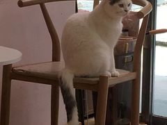 -猫咪派对(江南西店)