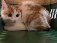-御宝贝·A梦猫科宠物医院(国际猫友好医院)