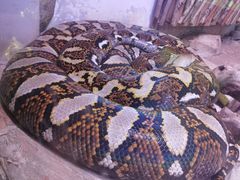 -北京野生动物园