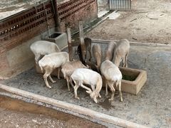 -深圳野生动物园