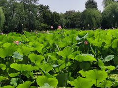 -莲湖公园