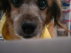 -彩虹桥宠物火化殡葬善终服务(金乐大厦店)