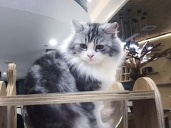 -飞行喵MR PILOT|猫舍·猫咖(静安大融城店)