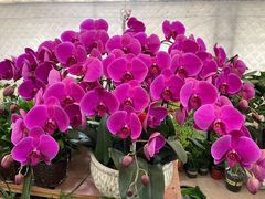 -金陵花卉交易市场