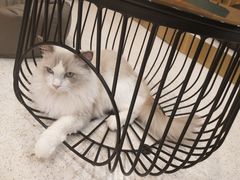 -飞行喵MR PILOT|猫舍·猫咖(静安大融城店)
