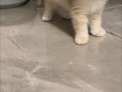 -lincat·猫舍(广州店)