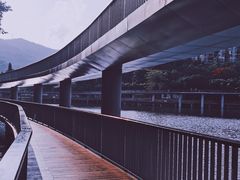 -银湖山郊野公园-相思林