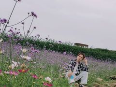 -大塘金香草谷