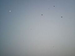 风筝们-西安青龙寺遗址景区