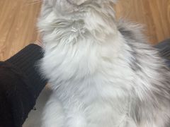 -COLOR PETS 撸猫馆·购猫·猫咖(长风大悦城店)