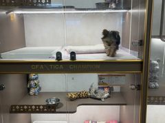 -翊宠yipet猫狗购宠庄园犬舍•猫舍