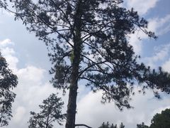 -海南热带雨林国家公园吊罗山景区