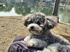 -派特宠物医院(圆融广场店)