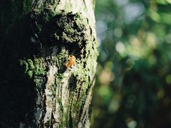 -鹿野苑石刻艺术博物馆