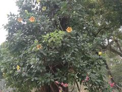 -广东外语外贸大学(白云山校区)