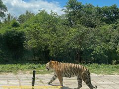 -深圳野生动物园