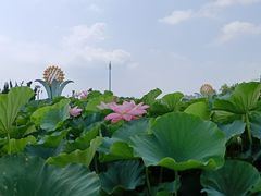 -亚沙水生植物园